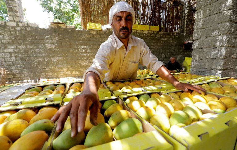 مزارعو المانجو بمصر