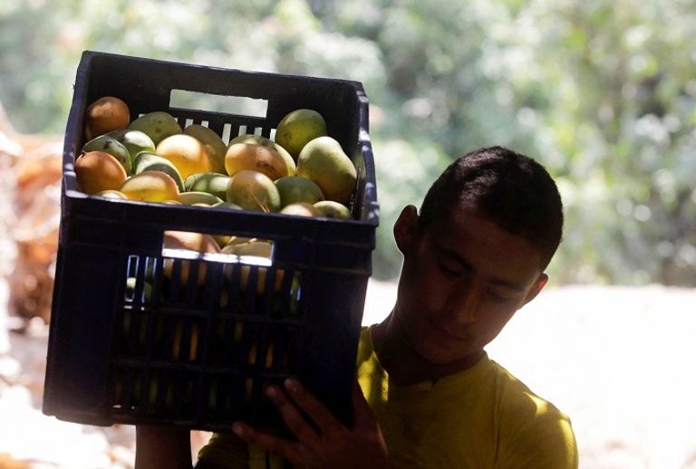 مزارعو المانجو بمصر