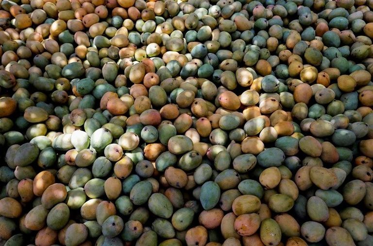 محصول المانجو في أحد المزارع