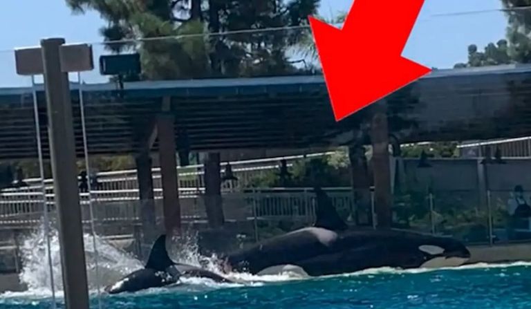 حوتان يتعاركان في متنزه أمريكي