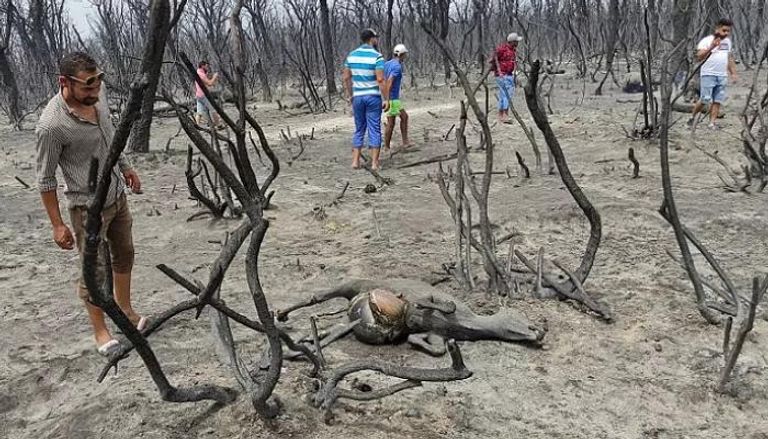 حرائق الجزائر دمرت الأشجار والتهمت الحيوانات