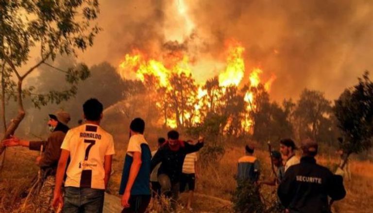 النيران تلتهم الغابات في الجزائر