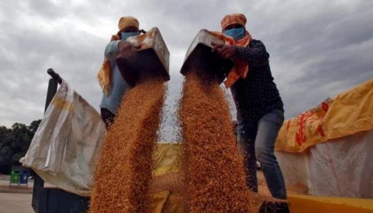 مصر تشتري 240 ألف طن من القمح الروسي