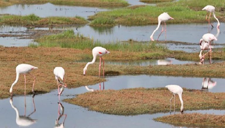 طيور تحط فوق بحيرة أوشكت على الجفاف في أفريقيا - أرشيفية