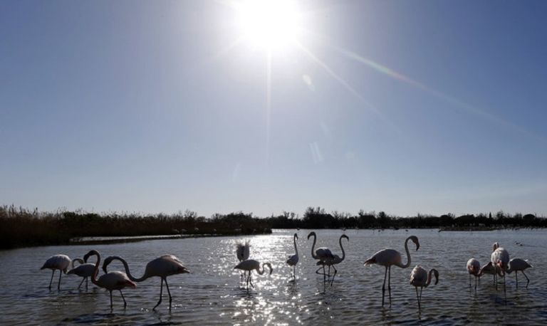 طيور تحط فوق بحيرة أوشكت على الجفاف في أفريقيا - أرشيفية