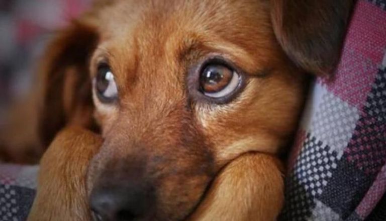 دموع الكلاب عن لقاء أصحابها سابقة علمية