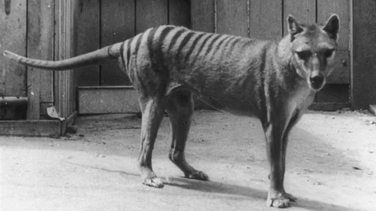 نمر تسماني - أرشيفية نمر تسماني وماموث مغطى بالصوف منقرضان