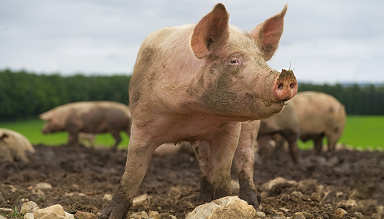 التقنية الجديدة تساهم في تطوير عمليات زراعة الأعضاء