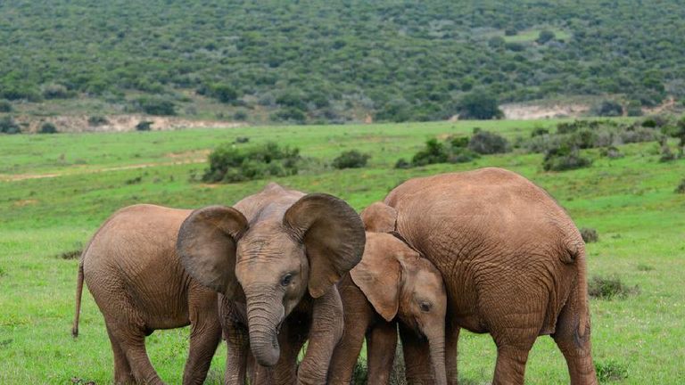 حديقة أدو إليفانت أحد المحميات الطبيعية في جنوب أفريقيا أفضل المحميات الطبيعية في جنوب أفريقيا لزيارة فريدة من نوعها