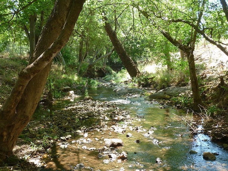 محمية "Groenkloof" الطبيعية أحد المحميات الطبيعية في جنزب أفريقيا أفضل المحميات الطبيعية في جنوب أفريقيا لزيارة فريدة من نوعها