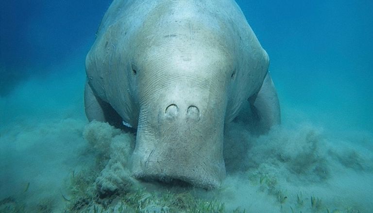 الأطوم البحري أو خنازير البحر