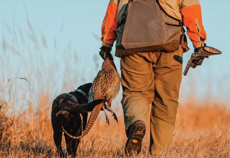 صيد طيور الدراج في بريطانيا- أرشيفية