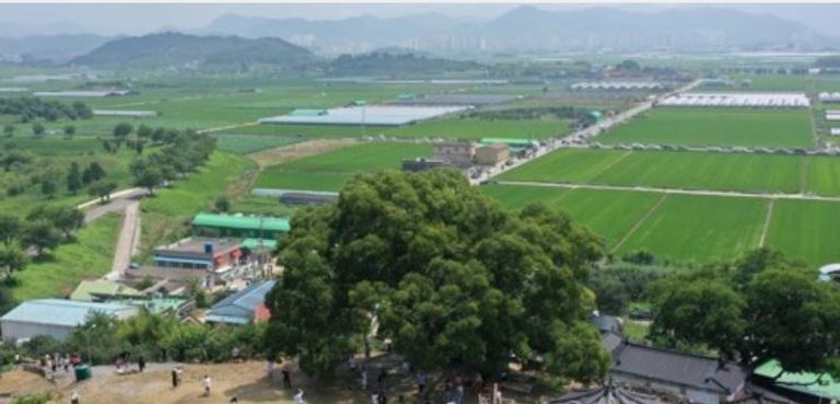 كوريا الجنوبية تصنف شجرة معلما طبيعيا