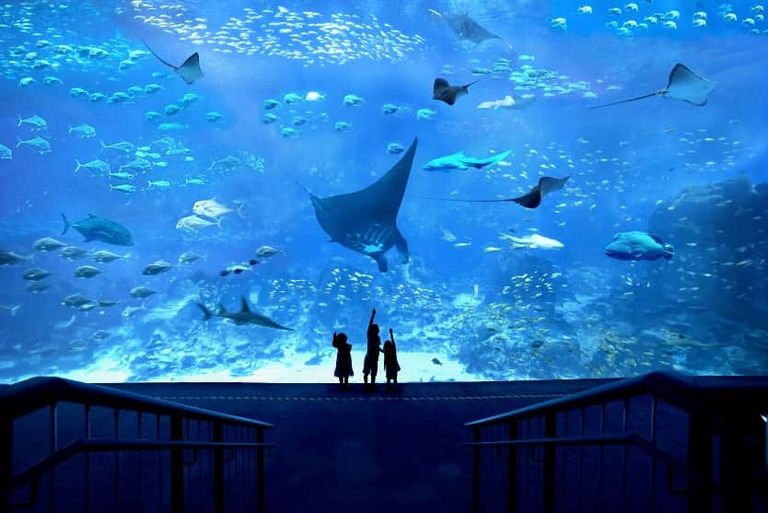 حوض أسماك "SEA Aquarium" أحد الأحواض المائية التي تستحق الزيارة أفضل الأحواض المائية التي تستحق الزيارة في 2022