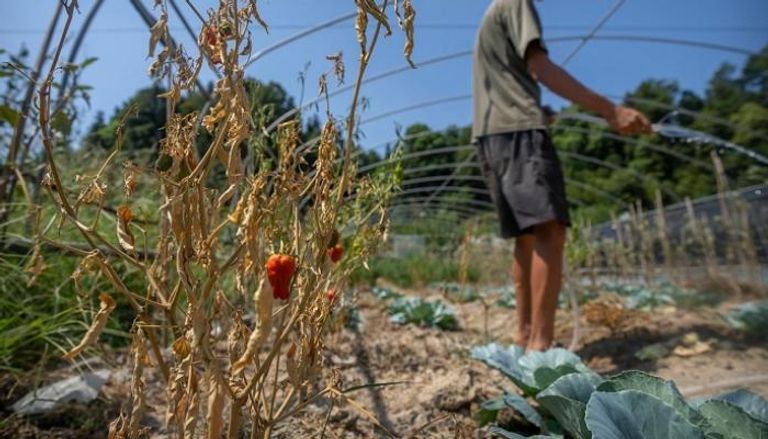 المحاصيل في الصين جفت على أغصانها بسبب الحر