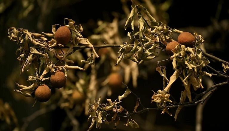 المحاصيل في الصين جفت على أغصانها بسبب الحر