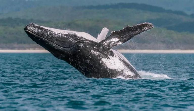 الحيتان في أستراليا