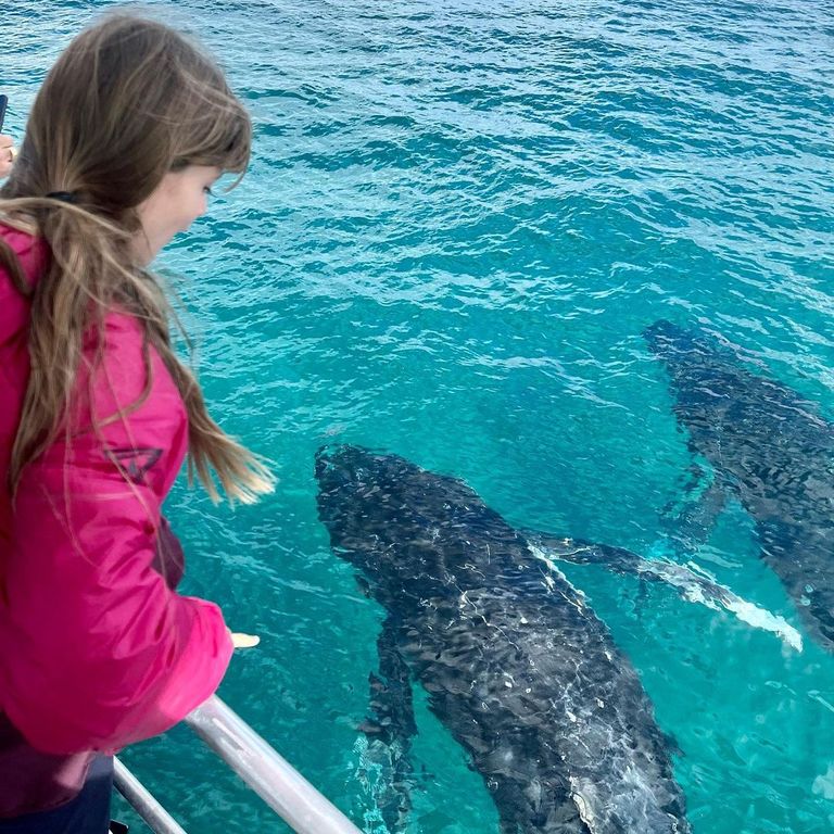 قوانين صارمة لمشاهدة الحيتان في أستراليا الحيتان في أستراليا
