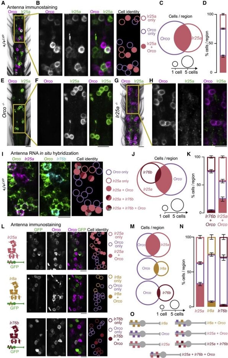 دراسة تكشف سبب عثور البعوض علينا دومًا