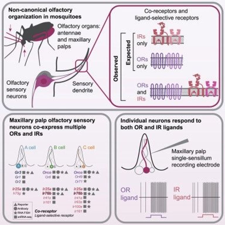 دراسة تكشف سبب عثور البعوض علينا دومًا