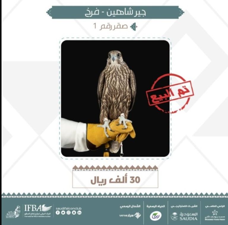 أحد الصقور التي تم بيعها في المزاد الدولي