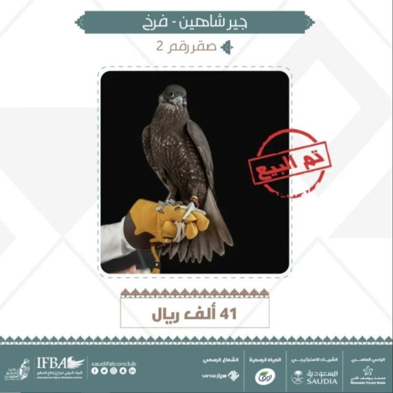 أحد الصقور التي تم بيعها في المزاد الدولي