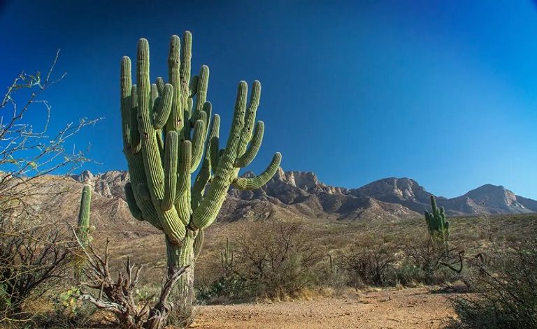 نبتة الصبار العملاقة مطروحة أرضا