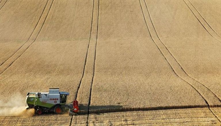 حصاد القمح في حقل بمنطقة ستافروبول الروسية - رويترز