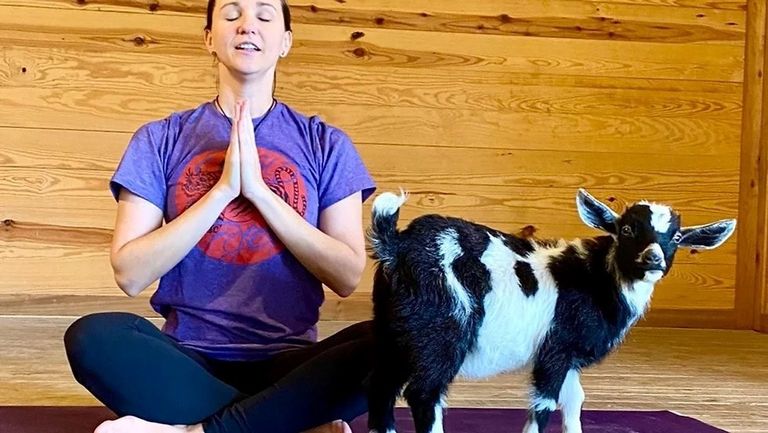 يوغا مع الماعز في سويسرا لتنشيط السياحة خلال موسم الخريف سويسرا تنشط السياحة بالساونا في القارب واليوجا مع الماعز