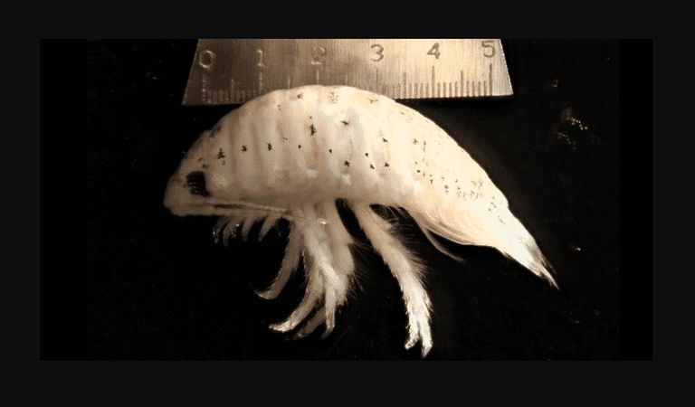 حشرات الشاطئ Excirolana chiltoni حشرات الشاطئ