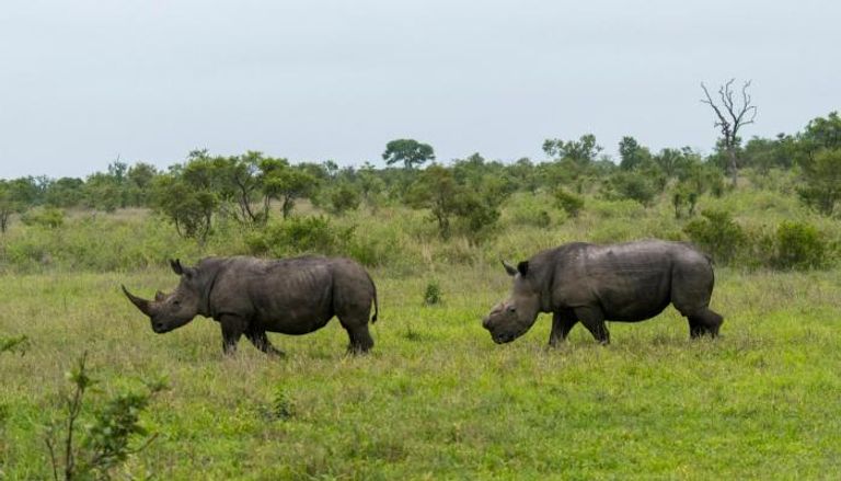 محمية كروجر بارك فقدت 351 من وحيد القرن منذ 2020