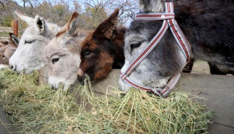 رجل يعبر الصحراء في السودان على ظهر حمار- أرشيفية