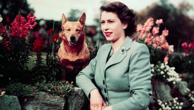 الملكة إليزابيث الثانية رفقة كلابها