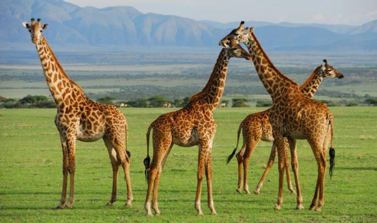 حديقة سيرينجيتي الوطنية واحدة من اجمل أماكن السياحة في تنزانيا