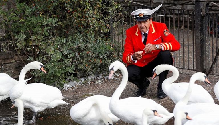 مجموعة من البجع المملوك لملك بريطانيا