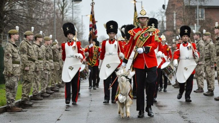 التيس الملكي