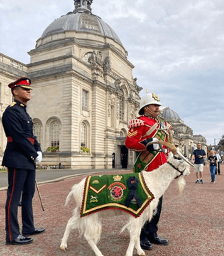 التيس الملكي