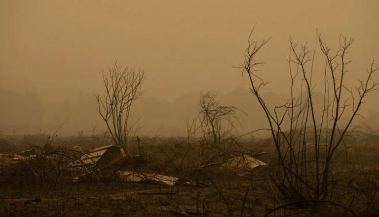 الاحترار يعوق قدرة الغابات على امتصاص الكربون من الهواء