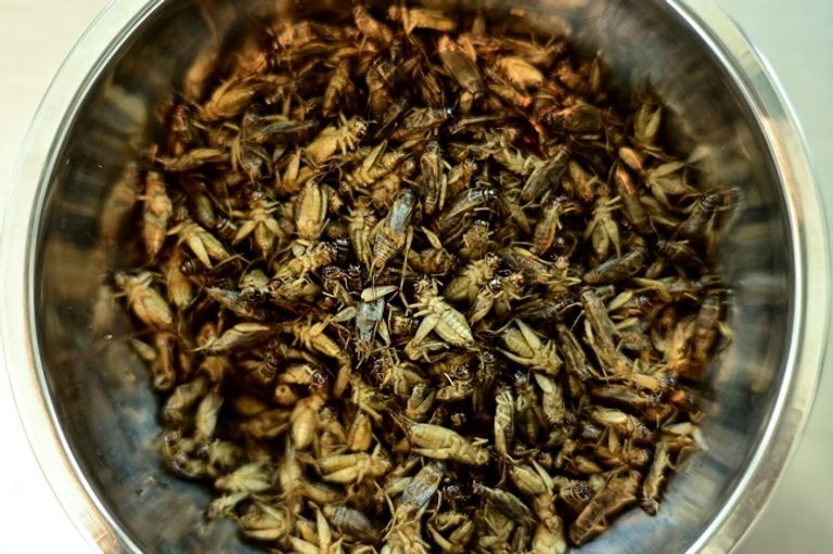 برجر مصنوع من الصراصير في بانكوك