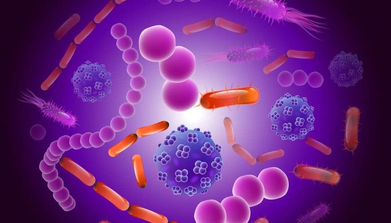 بكتيريا الأمعاء 