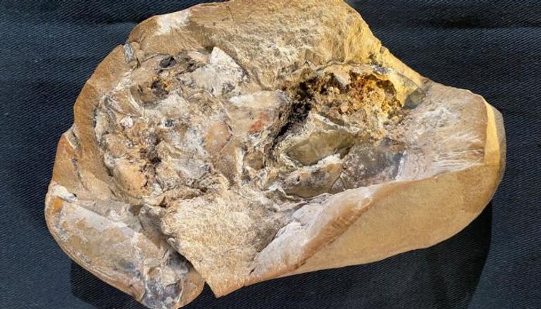 علماء يعثرون على قلب سمكة يعود لـ380 مليون عام