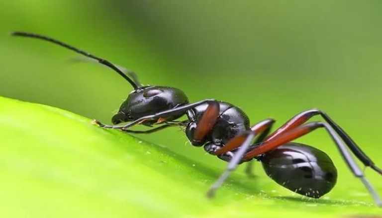 الكتلة الحيوية للنمل تبلغ 12 مليون طن