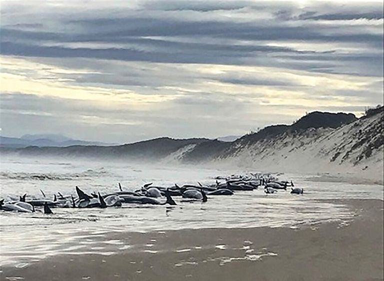 محاولات يائسة لإنقاذ الحيتان الجانحة