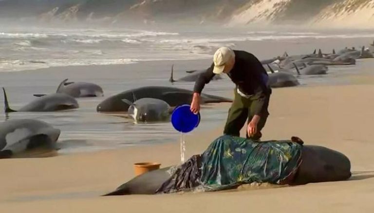 أكثر من 200 حوت نفقت خلال هذا الجنوح الضخم