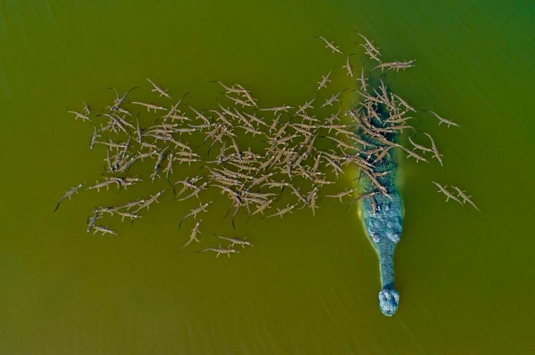 تمساح يحمل صغاره فوق ظهره