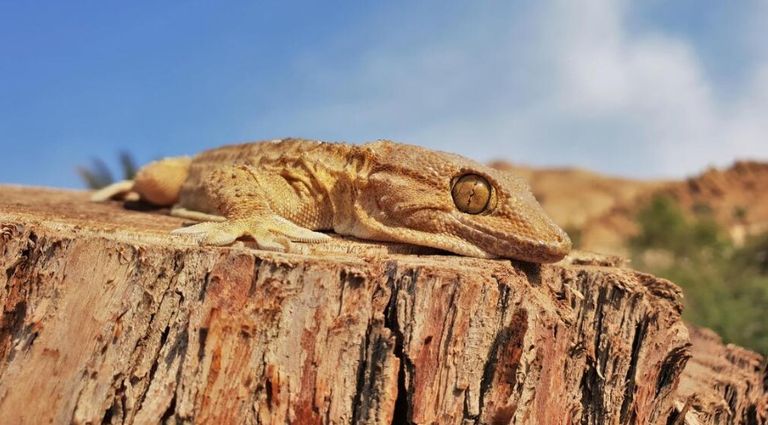 البرص المصري - أرشيفية