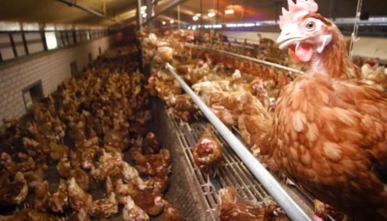 هولندا تعتزم إعدام 201 ألف دجاجة 