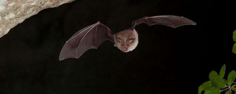 الفيروس "خوستا-2"  مصدره الخفاش - أرشيفية