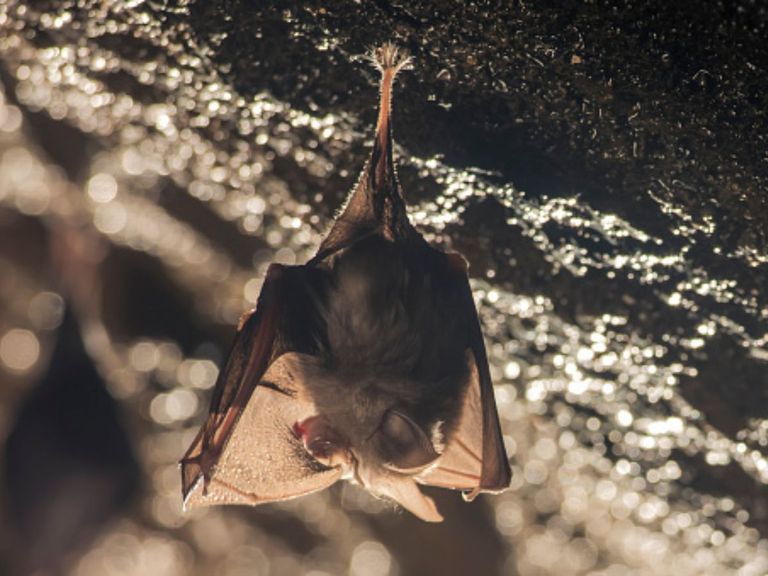 الفيروس "خوستا-2"  مصدره الخفاش - أرشيفية