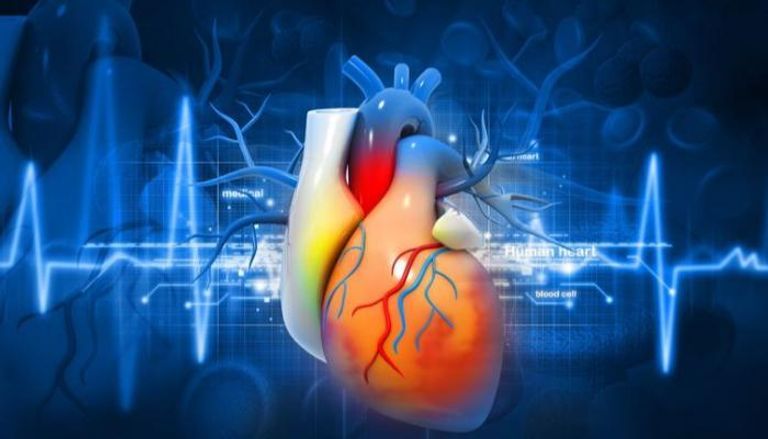 تجنب أمراض القلب يحتاج لتحرك وقائي مبكر- توضيحية